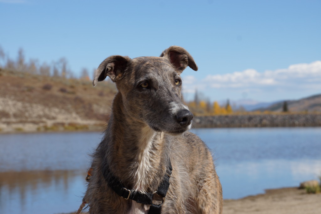 short-video-compilation-of-zuzu-our-greyhound-and-the-goofy-things-she