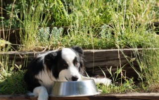 preserving commercial dried dog food