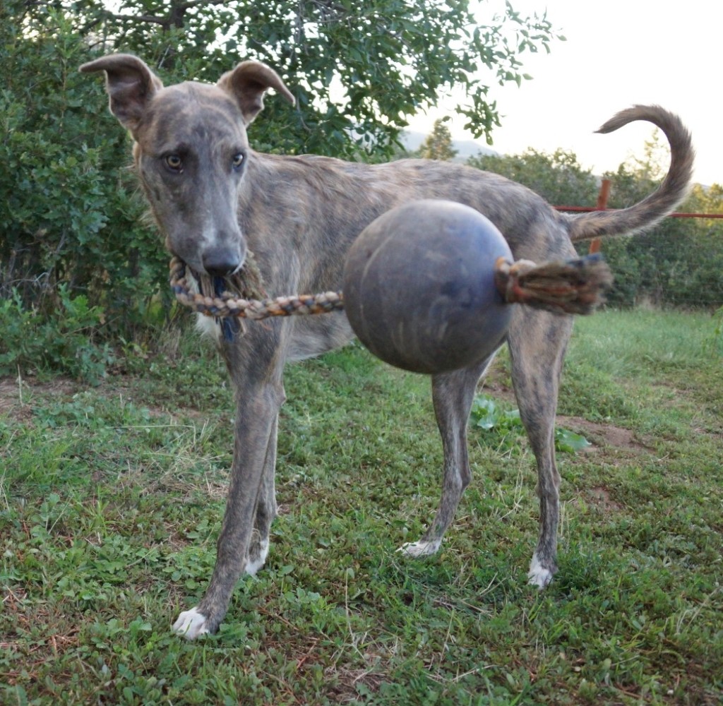 Romp-N-Roll Ball