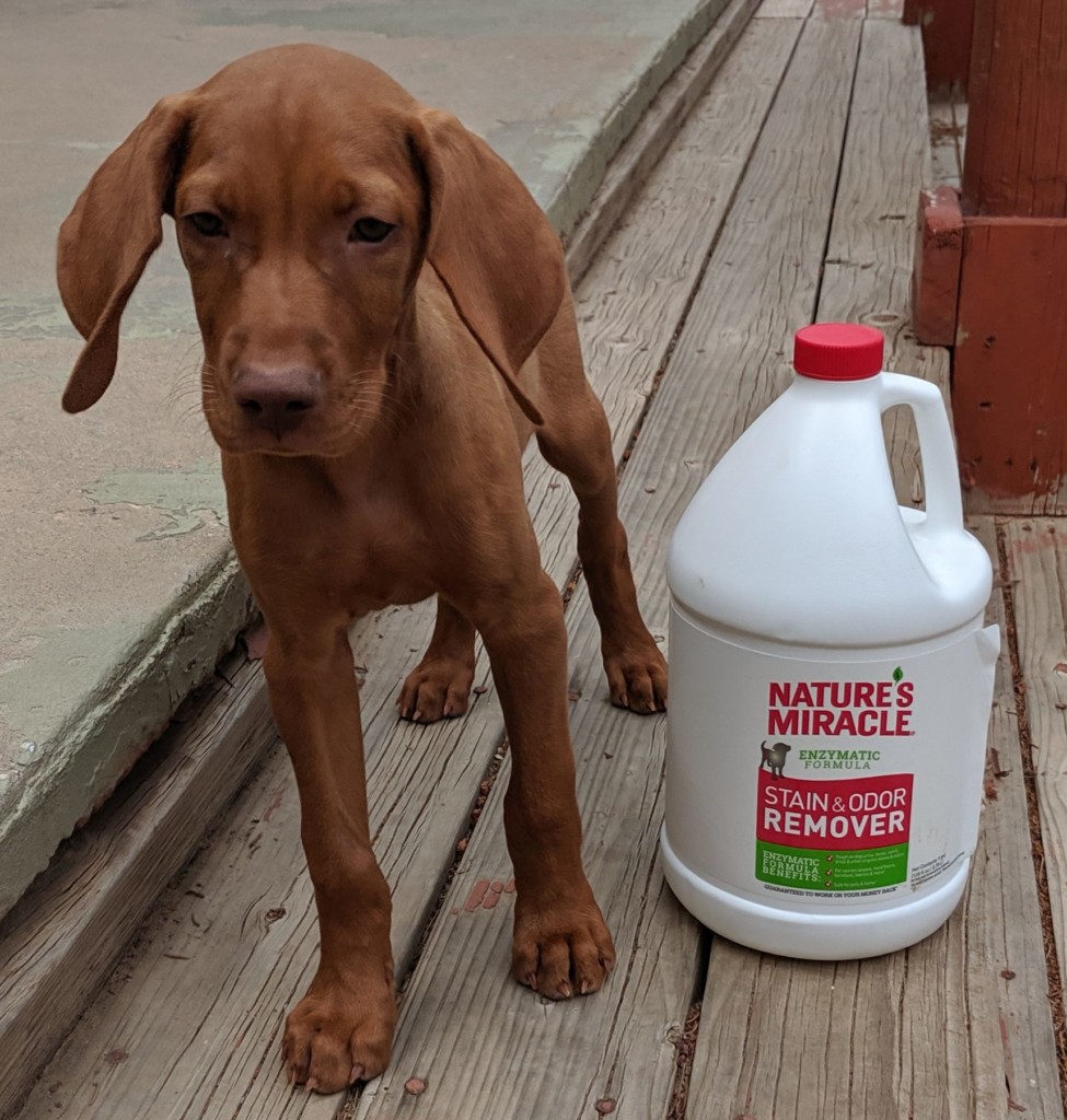 keep on hand for pee and poop accidents with our dogs
