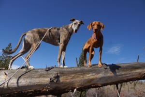 This video demonstrates Romeo's off leash control on a hike
