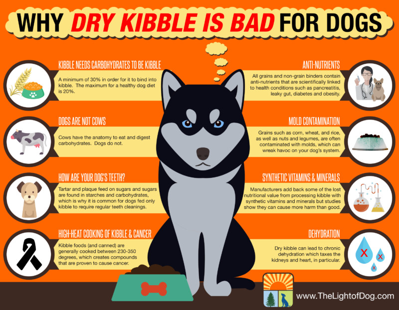Why dry kibble is bad for dogs - The Light Of Dog
