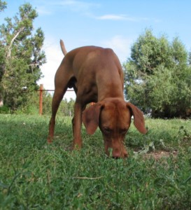 ideal walk with your dog