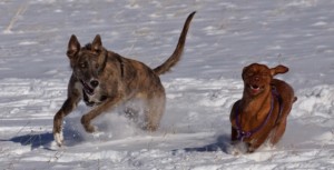 train an adventure dog