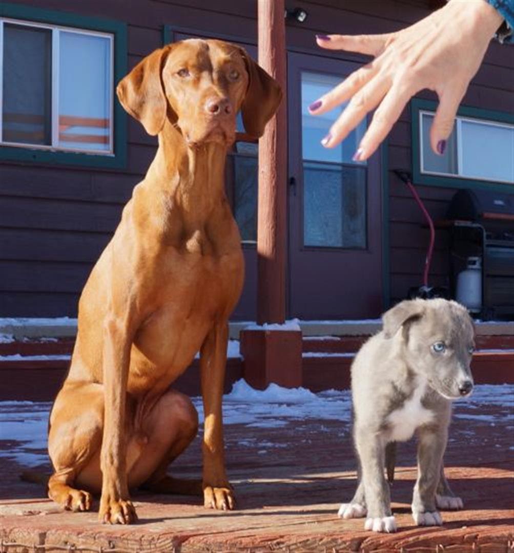 2013_12_10_Home_Zuzu_170_Romeo (Large)