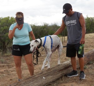 Video of Dog Parkour Class with a Greyhound, Lab mix and a Golden Doodle