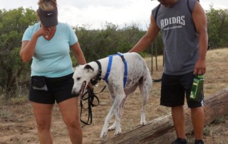 Video of Dog Parkour Class with a Greyhound, Lab mix and a Golden Doodle