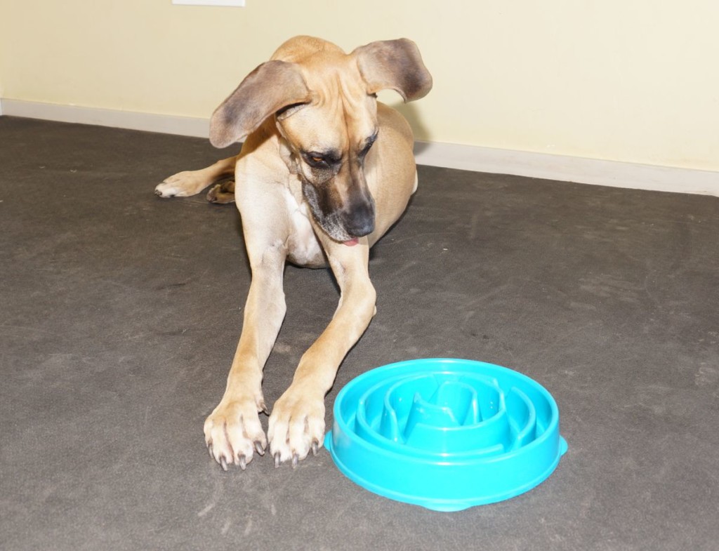 get a slow feeder bowl now to minimize risk of bloat