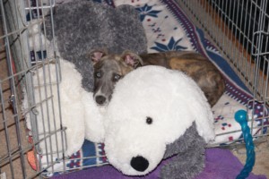 crate training