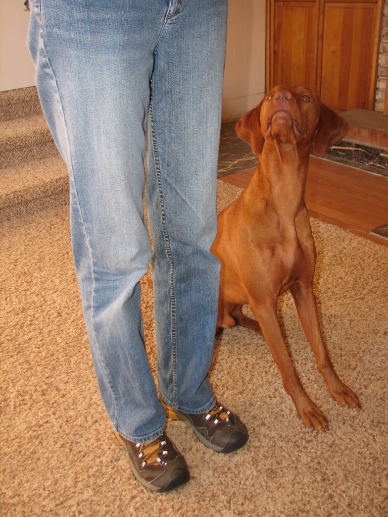2010_11_16_Romeo_Sit_at_Heel_Eye_Contact_orig