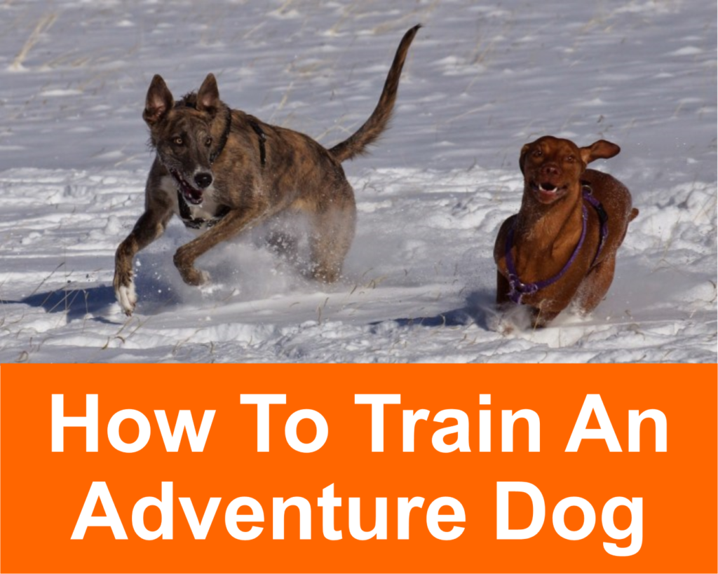 How to train an adventure dog