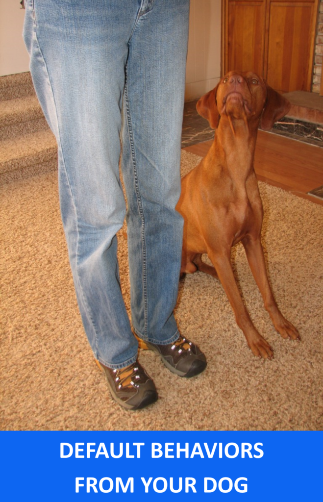 Default behaviors from your dog