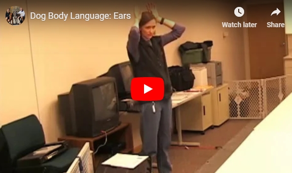 https://thelightofdog.com/dog-body-language-ears/