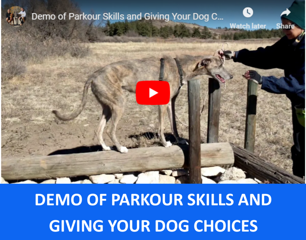 Demo of dog parkour skills and giving your dog choices