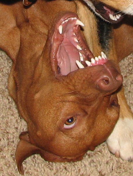 naturally help take care of our dog's teeth