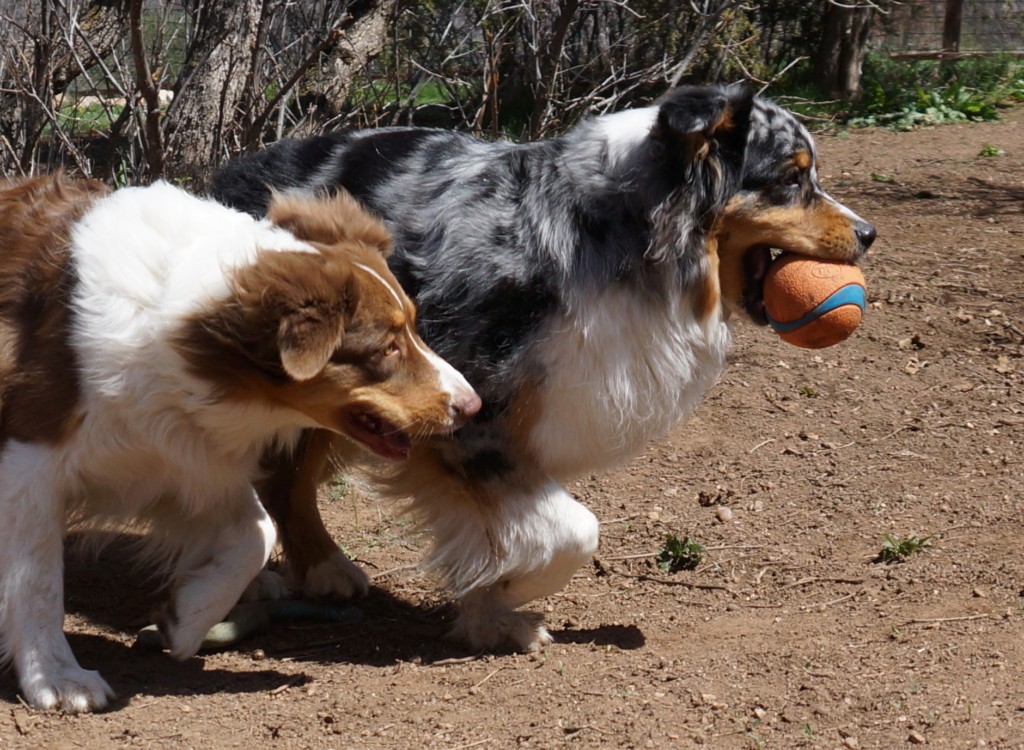 The problem with tennis balls for playing fetch