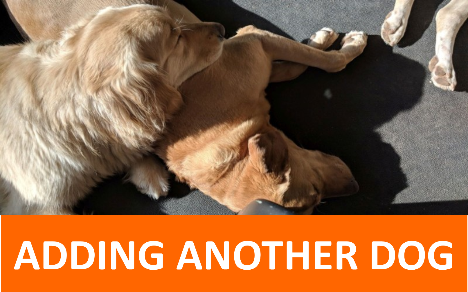 adding another dog