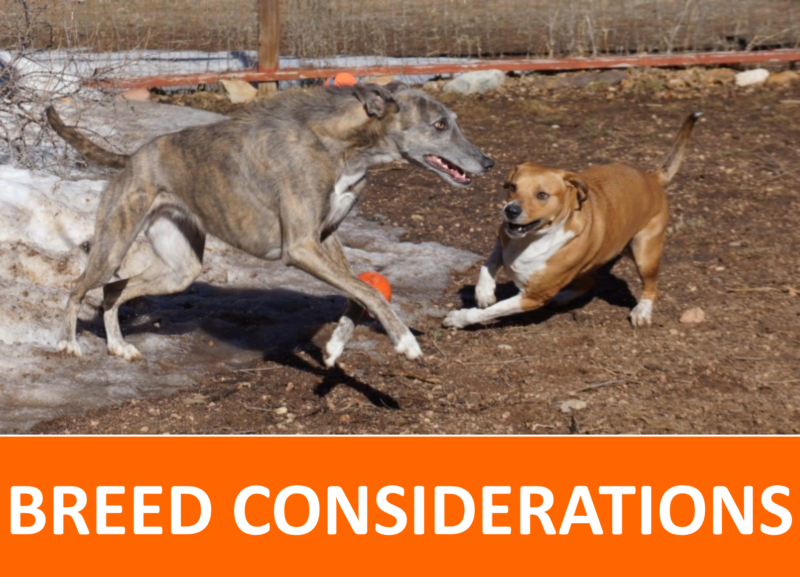 breed considerations
