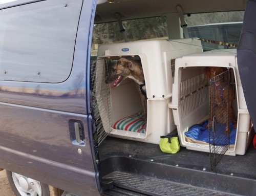What to do if your puppy or dog gets carsick