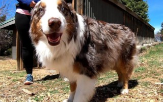 Meet Fraser, an Australian Shepherd
