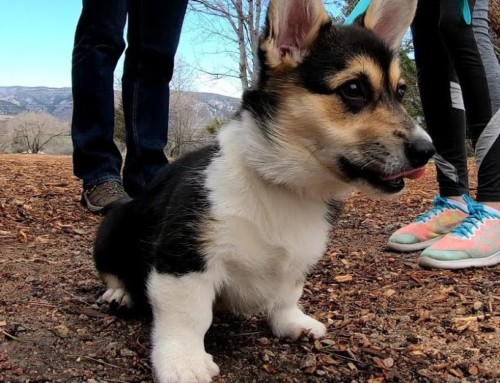 Meet Maisey, a Corgi puppy who is well on her way to being a well-behaved family dog