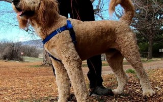 Meet Willy, the Goldendoodle from Canada