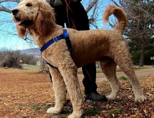 Meet Willy, the Goldendoodle from Canada who loves everyone he meets