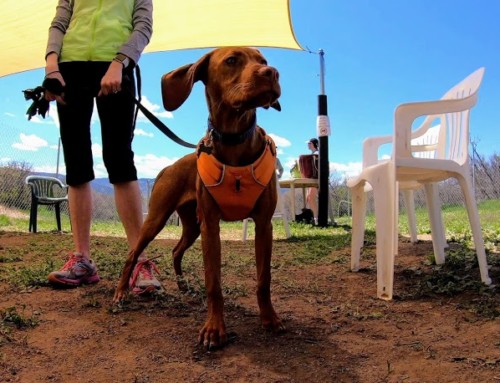 Meet Iris, the Vizsla – find out how she got her name!