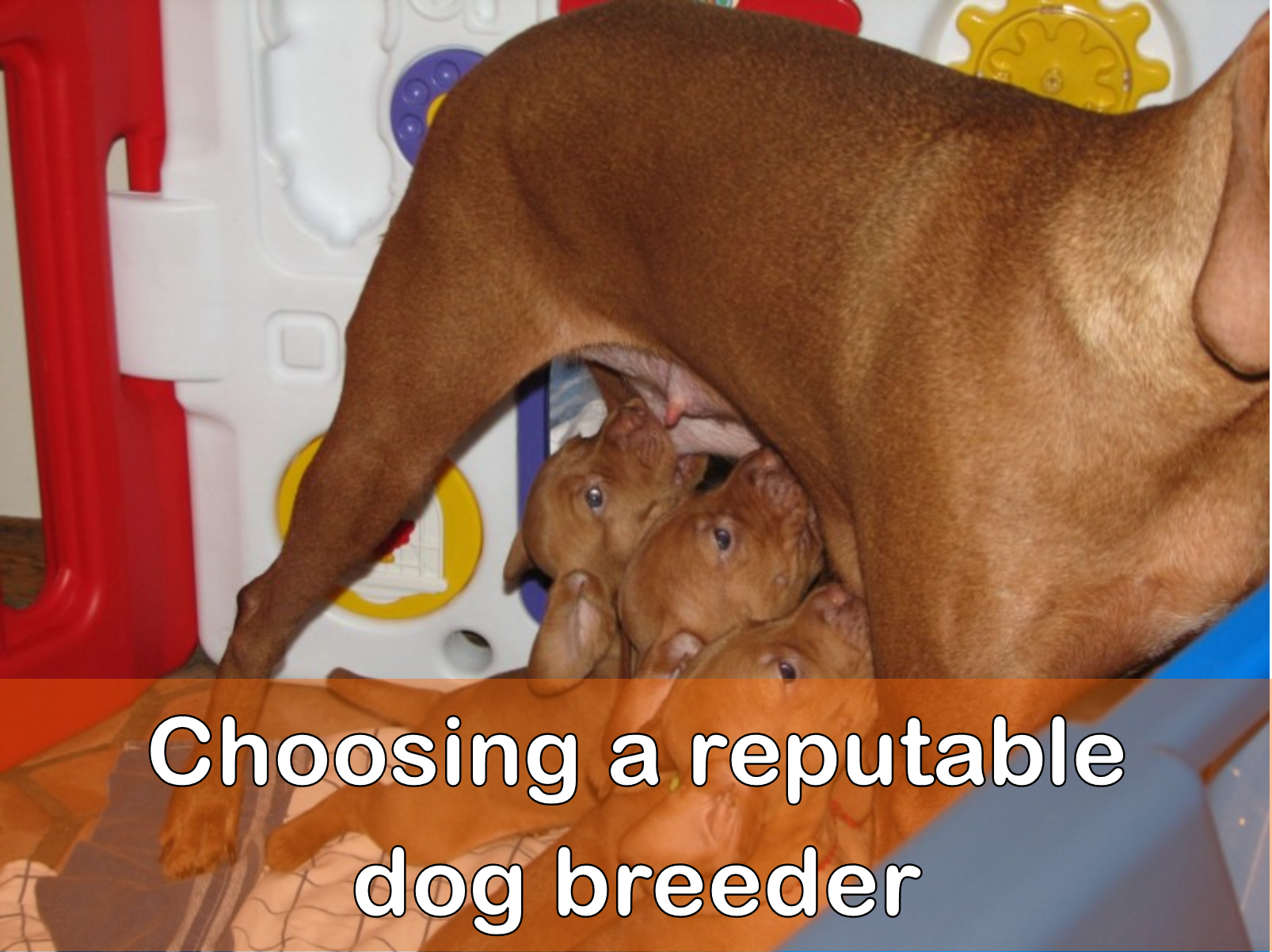 Dog Breeder Meme