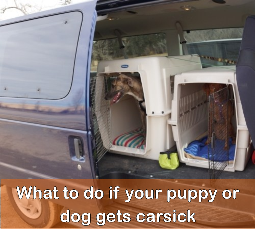 dog gets car sick