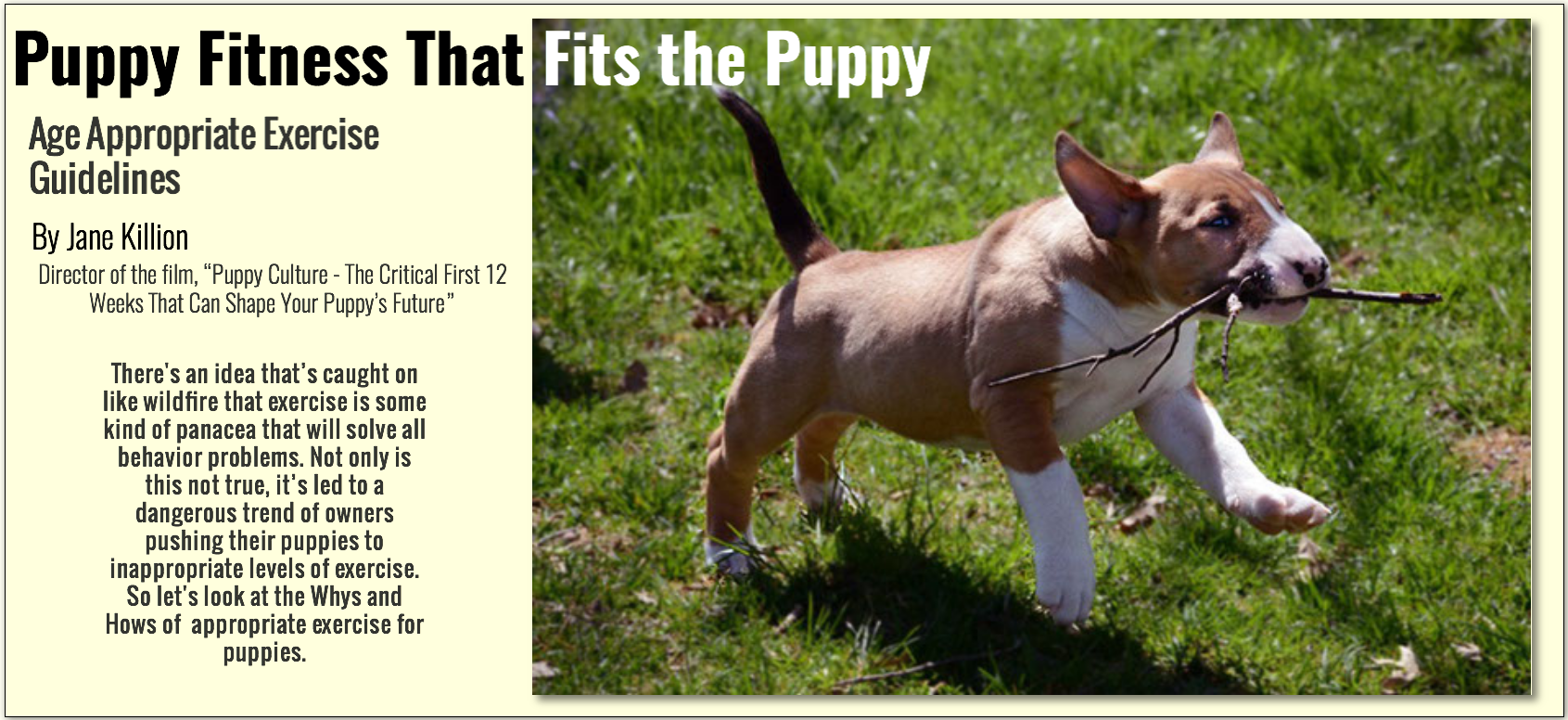 appropriate exercise for a puppy