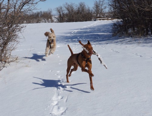 A Willy Story: Willy & Zooka, the Fight
