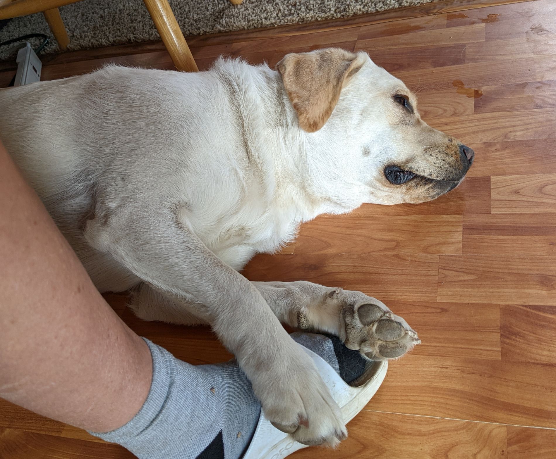 Is A Tired Dog Really A Good Dog The Light Of Dog