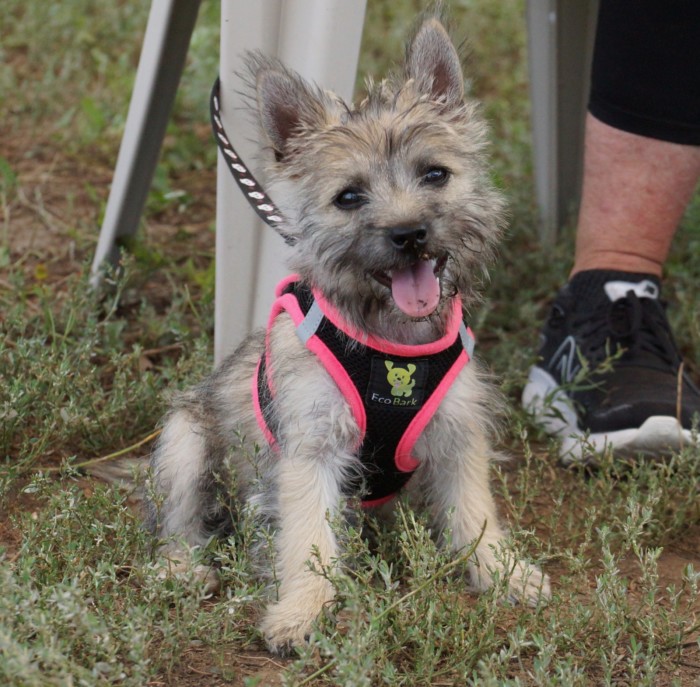 Puppy Preschool Package