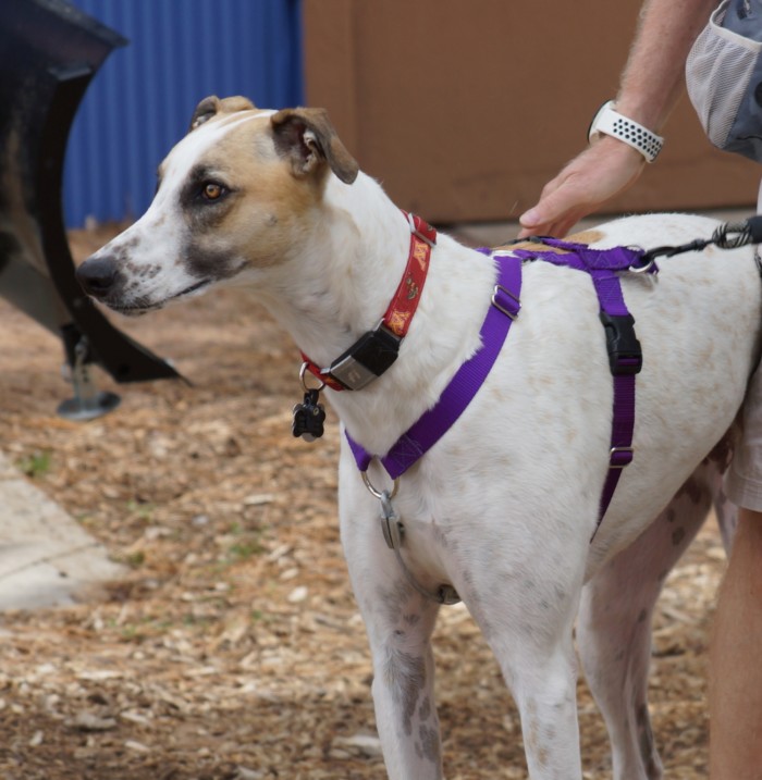 Private Consultation & Training, Follow-up Session: Session At The Light of Dog Farm
