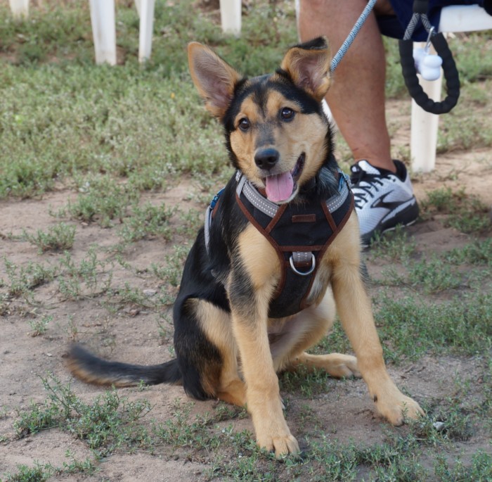 Private Consultation & Training, Follow-up Training Package, Five Sessions: Sessions At The Light of Dog Farm