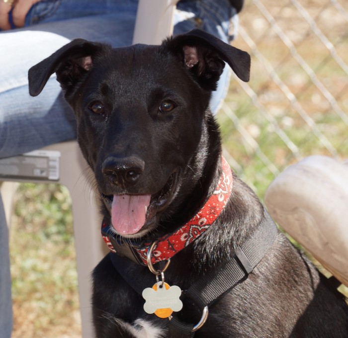 Basic Training 7-Session Dog Training Class For Adult Dogs 5 Months and Older