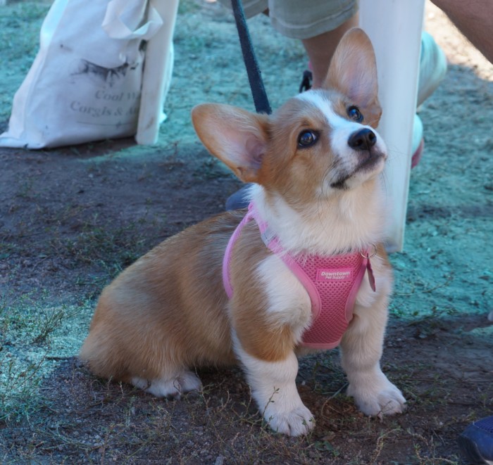 Puppy Preschool 7-Session Puppy Dog Training Class