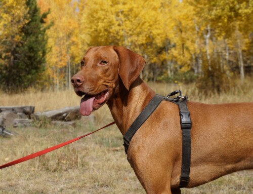 Trouble getting a harness on your dog? Harnessing Station, part 2