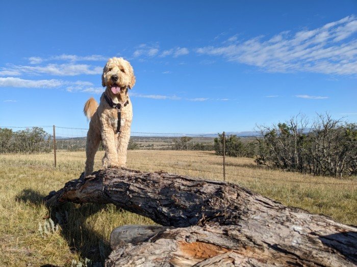 Private Consultation & Training Package, Five Sessions: Sessions At The Light of Dog Farm