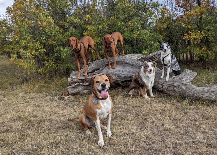 Dog Boarding Adult Dogs