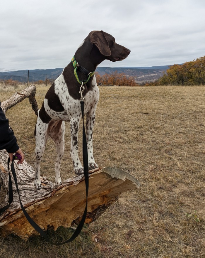 Polite Pooches in Public