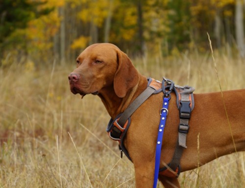 Trouble getting a harness on your dog? Try a Harnessing Station