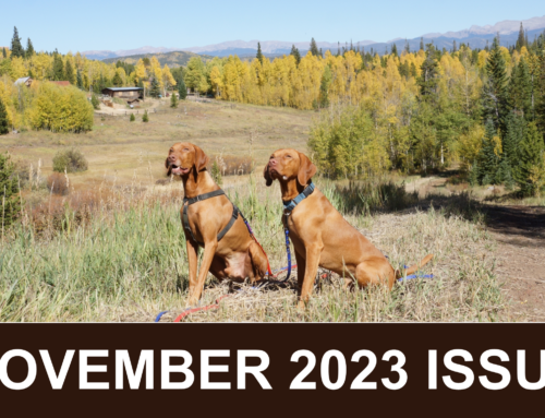 November 2023 Issue: Introducing a new dog or puppy to resident dogs and cats