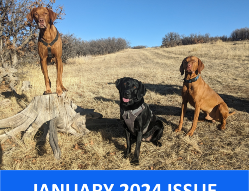 January 2024 Issue: Spotlight on mental stimulation