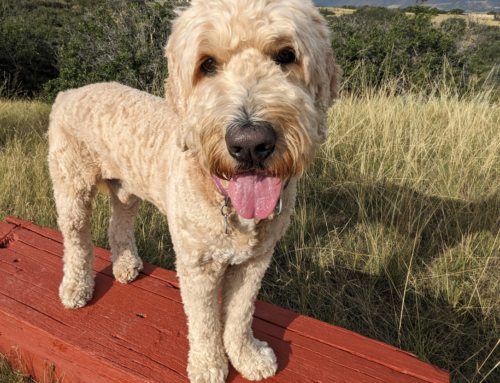 July 2024 Issue:  Spotlight on Willy, a Goldendoodle from Canada