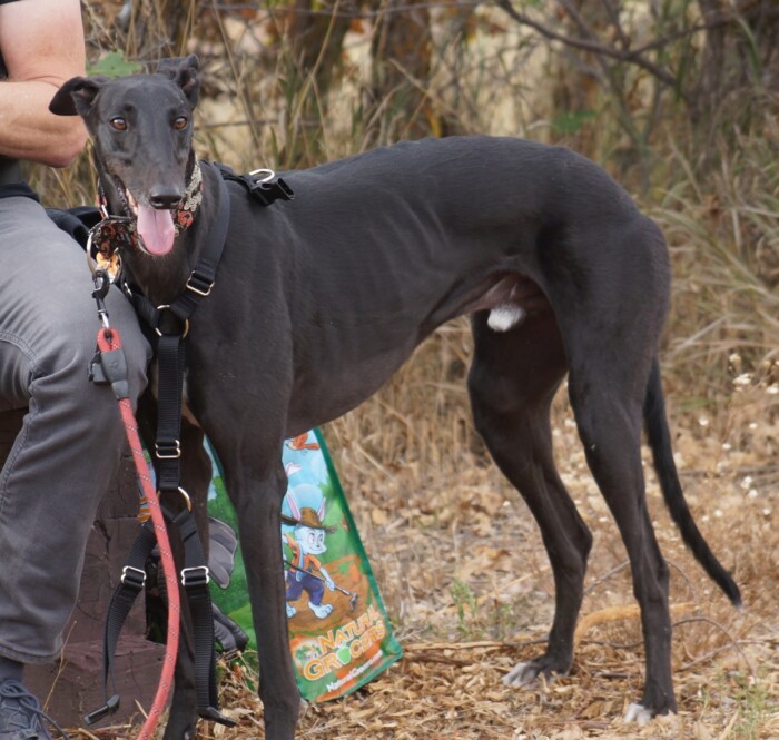 Rescue Group Donation