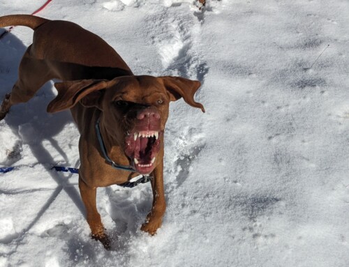 Preventing a Dog Fight