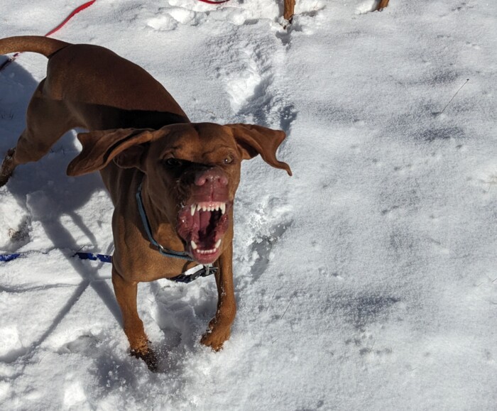 Feisty Fido
