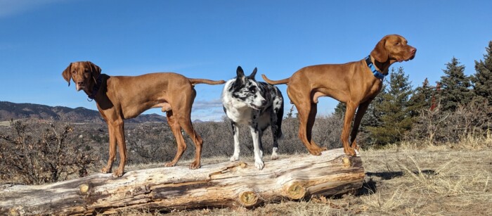 Distracted Dogs